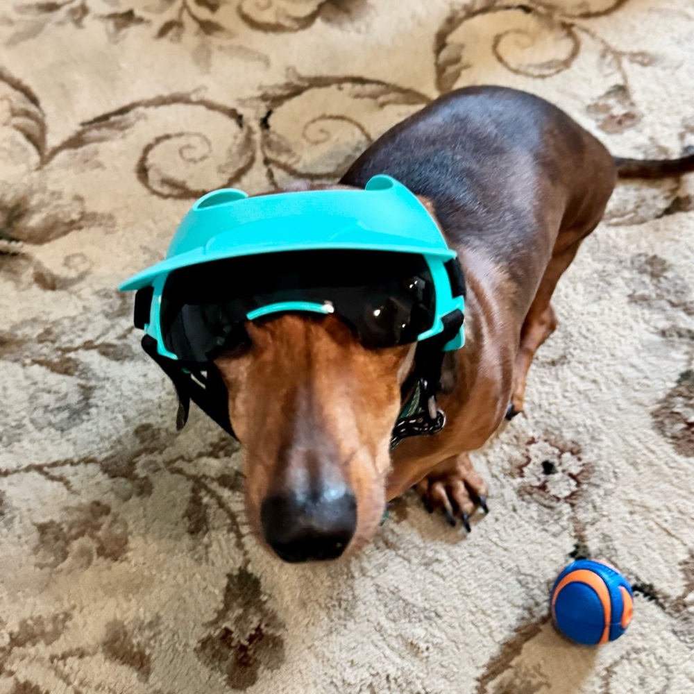 Small Dog Hat and Goggles Set Adjustable Sun Hat UV Protection Puppy Sunglasses - Picture 4 of 11